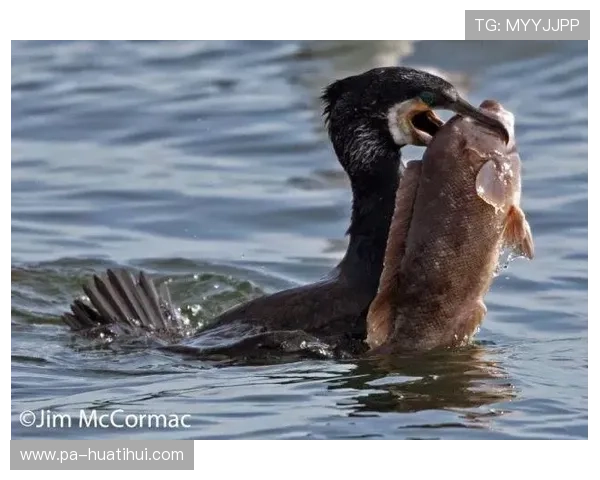 亚博捕鱼：如何提升捕鱼游戏中的胜率与技巧分享